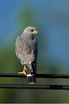 Grey hawk (Buteo / Asturina nitidus) perched on overhead wire, El Tigre Marsh, Costa Rica, March