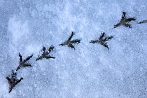 Wood pigeon (Columba palumbus) footprints in snow, Norfolk, England, March