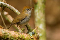 Ruddy-capped nightingale-thrush (Catharus frantzii) on branch, Costa Rica, March