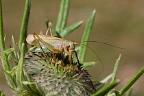 Upland green bush cricket (Tettigonia Cantans) on plant seed head, Vercors, France, July