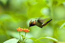 Male Tufted coquette (Lophornis ornata) feeding from flower, Trinidad, April