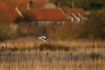 Barn owl (Tyto alba) in flight over field, Wiveton, Norfolk, England, January