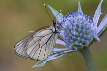 Female Black-veined white butterfly (Aporia crataegi) on flower, Pyrenees, France, July