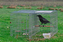 Larson trap with Carrion crow (Corvus corone) and eggs as bait, Northumberland, England, May