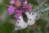 Male Clouded apollo butterfly (Parnassius mnemosyne) on flower, Pyrenees, France, July