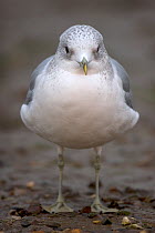 Common gull (Larus canus) portraits, Norfolk, England, December