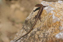 Male Common wall lizard (Podarcis muralis) on rock, Austria, September
