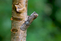 Figure of eighty moth (Tethea ocularis octogesimea) on tree trunk, Norfolk, England, June