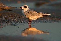 Forster's tern (Sterna forsteri) standing in shallow water, New Jersey, USA, September