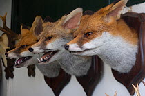 Stuffed Red fox (Vulpes vulpes) heads on wall, Holkham, Norfolk, England, July