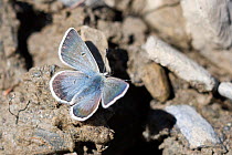 Male Arctic/Glandon blue butterfly (Plebejus glandon) France, July
