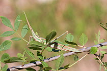 Grasshopper (Acrida ungarica) amongst leaves, Portugal, May