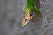 Green lizard (Lacerta viridis) head portrait, Danube Delta, Romania, August