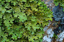 Green lungwort (Lobaria pulmonaria) Craig, Plocton, Highland, Scotland, England, December