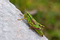 Green mountain grasshopper (Miramella alpina) Austria, September