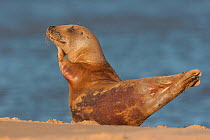 Female Grey seal (Halichoerus grypus) on beach, Horsey, Norfolk, England, November