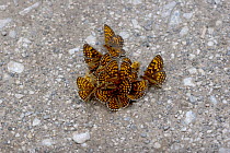 Heath fritillary butterflies (Melitaea athalia) feeding cluster, Hungary, June