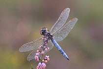 Male Keeled skimmer (Orthetrum coerulescens) perching, Holt Lowes CP, Norfolk, England, August