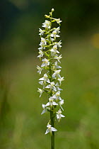 Lesser butterfly orchid (Platanthera bifolia) in flower, Pyrenees, France, July