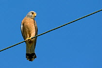 Male Lesser kestrel (Falco naumanni) perched on wire, Kos, Greece, May