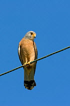 Male Lesser kestrel (Falco naumanni) perched on wire, Kos, Greece, May