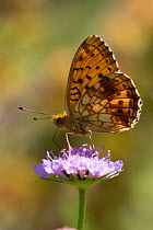 Lesser marbled fritillary butterfly (Brenthis ino) feeding on flower, Pyrenees, France, July