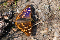 Lesser purple emperor butterfly (Apatura ilia) n ground, Austria, September
