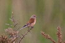 Male Linnet (Carduelis cannabina) perched, Minsmere RSPB, Suffolk, England, May