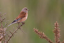 Male Linnet (Carduelis cannabina) perched, Minsmere RSPB, Suffolk, England, May