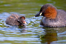 Little grebe (Tachybaptus ruficollis) adult with chick on water, Cley NWT, Norfolk, England, August
