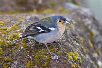 Male Madeiran chaffinch (Fringilla coelebs madeirensis) on rock, Madeira, Portugal, May