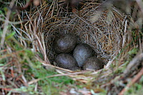 Meadow pipit (Anthus pratensis) eggs in nest, Bankend Rig, Lanarkshire, England, May