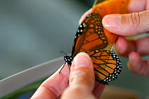 Person measuring Monarch butterfly (Danaus plexippus) wing, New Jersey, USA, September