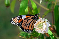 Monarch butterfly (Danaus plexippus) on flower with tag on wing, New Jersey, USA, September