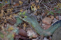 Montpellier snake (Malpolon monspessulanus) Pyrenees, Spain, June