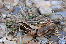 Moor frog (Rana arvalis) Austria, September