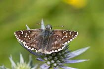 Oberthur's grizzled skipper butterfly (Pyrgus armoricanus) on flower, Pyrenees, France, July