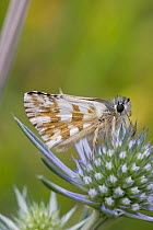 Oberthur's grizzled skipper butterfly (Pyrgus armoricanus) on flower, Pyrenees, France, July