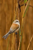 Penduline tit (Remiz pendulinus) on reeds, Dingle Marshes, Suffolk, England, November