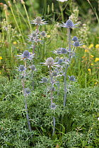 Pyrenean eryngo (Eryngium bourgatii) in flower, Pyrenees, France, July