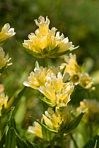 Pyrenean spotted gentian (Gentiana burseri) flowers, Pyrenees, France, July
