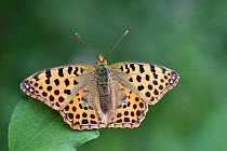 Queen of Spain fritillary butterfly (Issoria lathonia) on leaf, Zemplen Hills, Hungary, July