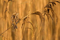 Female Reed bunting (Emeriza schoeniclus) perched on reed, Dingle Marshes, Suffolk, England, November