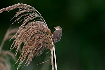 Reed warbler (Acrocephalus scirpaceus) on reed, Whitlingham CP, Norwich, England, May
