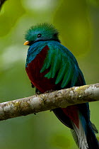 Male Resplendent quetzal (Pharomachrus mocinno) on branch, Savegre Mountain Lodge, Costa Rica, February