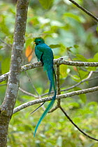 Male Resplendent quetzal (Pharomachrus mocinno) perched on branch, Savegre Mountain Lodge, Costa Rica, February