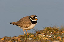 Male Ringed plover (Charadrius hiaticula) Salthouse, Norfolk, England, May