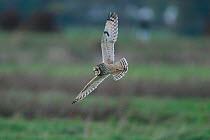 Short eared owl (Asio flammeus) in flight, Suffolk, England, October