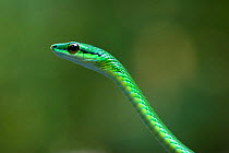 Short nosed vine snake (Oxybelis brevirostris) portrait, La Selva, Costa Rica, February