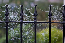 Spiders web on fence, Norwich, England, December